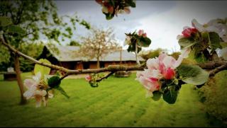 Hedgerow - Upper Arley - 5