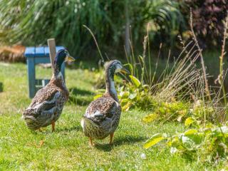 The Retreat - Uk48331 - Lifton - 1