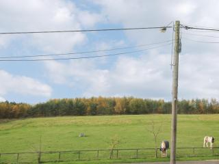 Colliery Cottage - Esh - 6