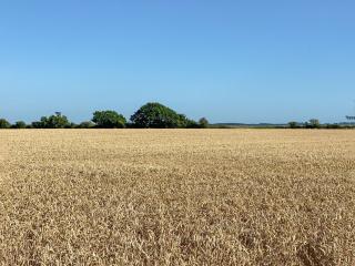The Cabin - Southbourne - 2