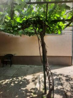 Apartman Vesna - 8