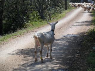 Sous les chênes - Lussan - 9