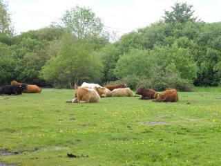 Weavers Lodge - Ibsley - 1