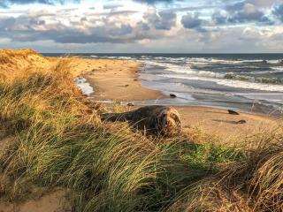 Starboard Cottage - Winterton-on-Sea - 8