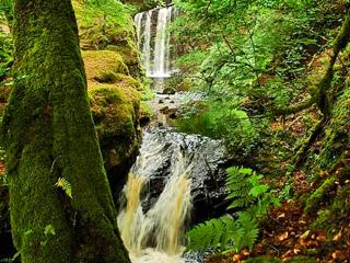 Forget Me Not - Skkz - Dalmellington - 1