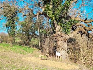 Lakeview Lodge- Uk40692 - Crowhurst - 5