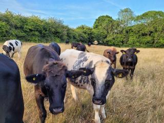Lakeview Lodge- Uk40692 - Crowhurst - 3