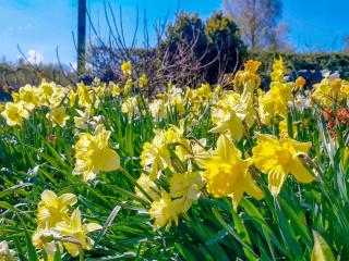 Daffodils - 8