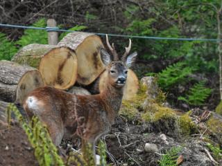 Holly Hideaway - Cottage - Troutbeck Bridge - 5