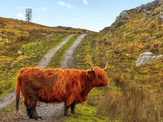 Burnside Cottage - Bruichladdich - 1