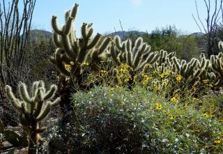 Serene Haven with Private Dipping Pool Walk to Town - Palm Desert - 5