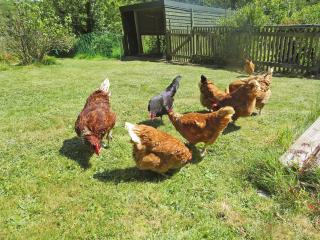 Trenay Barns Cottage - Warleggan - 1