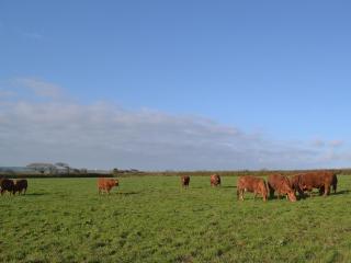 Beckaveans Stable - Jacobstow - 3