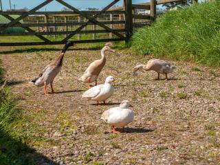 Carn Llidi Cottage - St. Davids - 7