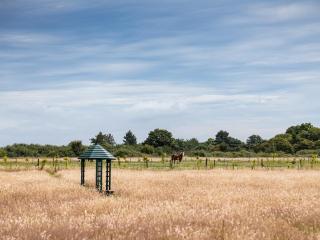 Olive - Wootton Bridge - 2