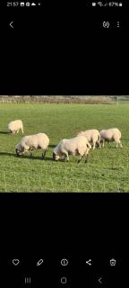 The Shepherd's Cottage - Ardmore - 0