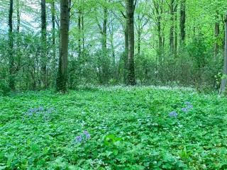 Fawnlea Cottage - Staindrop - 8