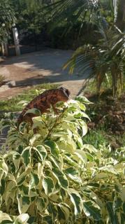 Mango Eden Hotel - Nosy Be - 3