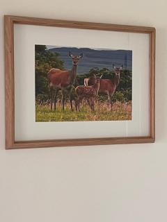 Williamsfield Cottage - Holywood - 4