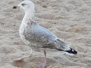 Schwedenstern - Familienurlaub an der Ostsee - 2