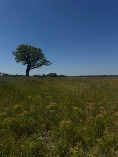 Siedlisko Gołąbki -  - 5