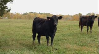 Peletah Escape – Peaceful Bluegrass Getaway - - 4