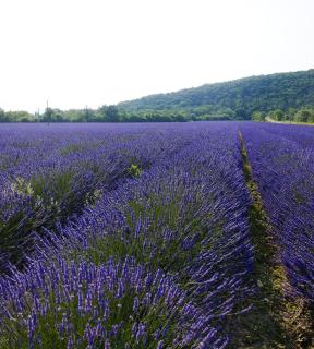 Bel appartement avec jardin - 9