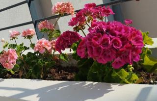 Ellie's guesthouse, Nafplio - 3