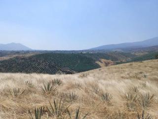 Los Laureles - Tequila - 1