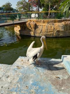 Sphinx Middle East - Il Cairo - 4