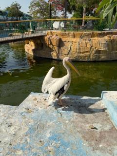 Sphinx Middle East - Il Cairo - 1