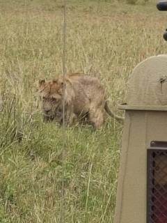AMENITY TOURs & CAMPING - SERENGETI - Lukungu - 6