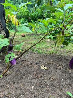 Sai Nam Ngoi Organic Farm and Camping - Muang Ngoy - 2