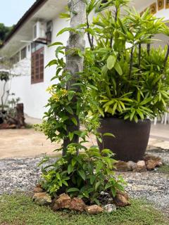 Beach Cottage Homestay Kemaman - Berado D Pampass - Kampong Kemaman - 3