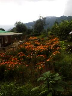 Vamoose Dilpali Mirik - Mirik - 0