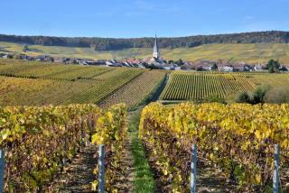 Le Clos des chênes rouges - - 5