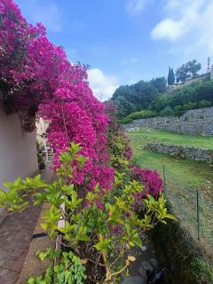 B&B Il Girasole - Finale Ligure - 4