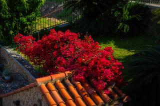 Villa Mafalda - Pietra Ligure - 8