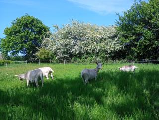 Ferienwohnung Bennebek - zwischen den Meeren - 4