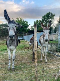 Villa Claudia - Appartamento B - 7