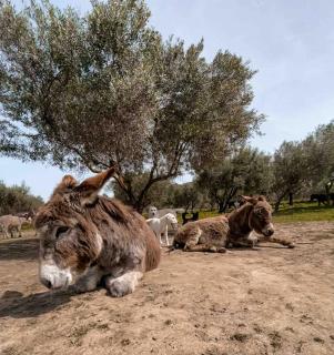 Villa Claudia - Appartamento B - 1