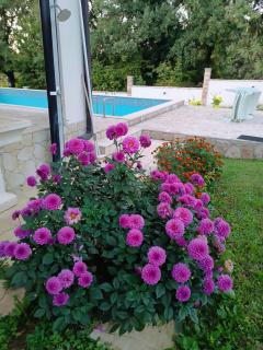 Ljetna Oaza - Summer Oasis - - 3
