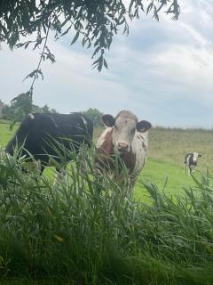 B&B bij de Roosjes - Blankenham - 1