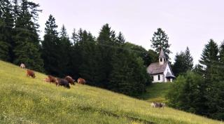 Gästehaus Weilerhof - Apartments - Todtnauberg - 7