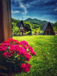 Albero Casa - 6