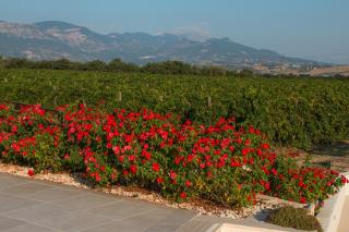Tenuta Tre Gemme in Cantina - Don Rocco - Catignano - 2