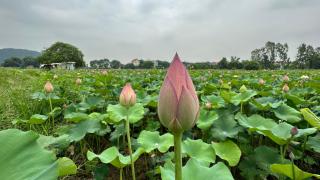 Thắng Thủy Tam Cốc Homestay - Ninh Binh - 1
