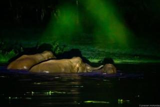 Tusker Inn Forest Lodge - Pulpally - 6