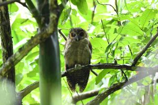 Tusker Inn Forest Lodge - Pulpally - 3
