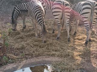 Nalas Rest at Kruger - Marloth Park - 1